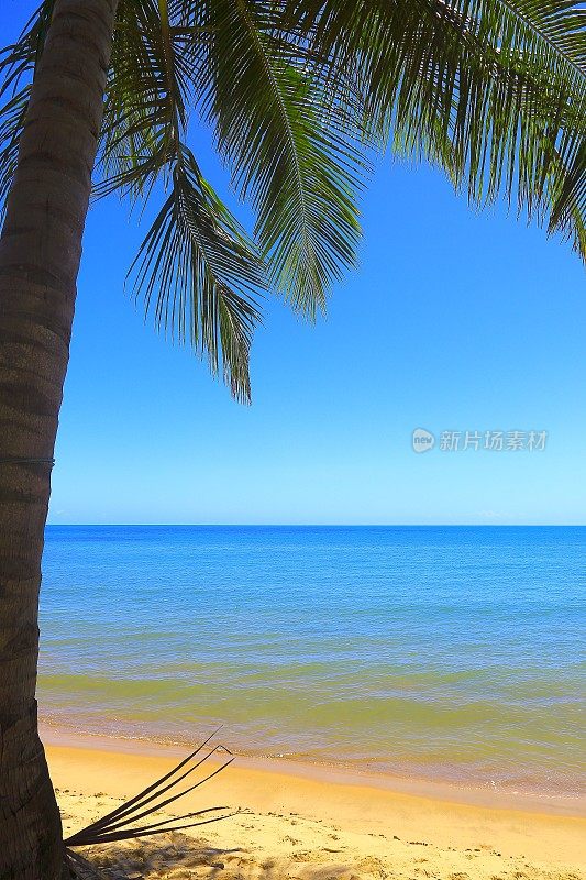 热带天堂:田园诗般的Praia do Forte海滩日出，巴伊亚，巴西